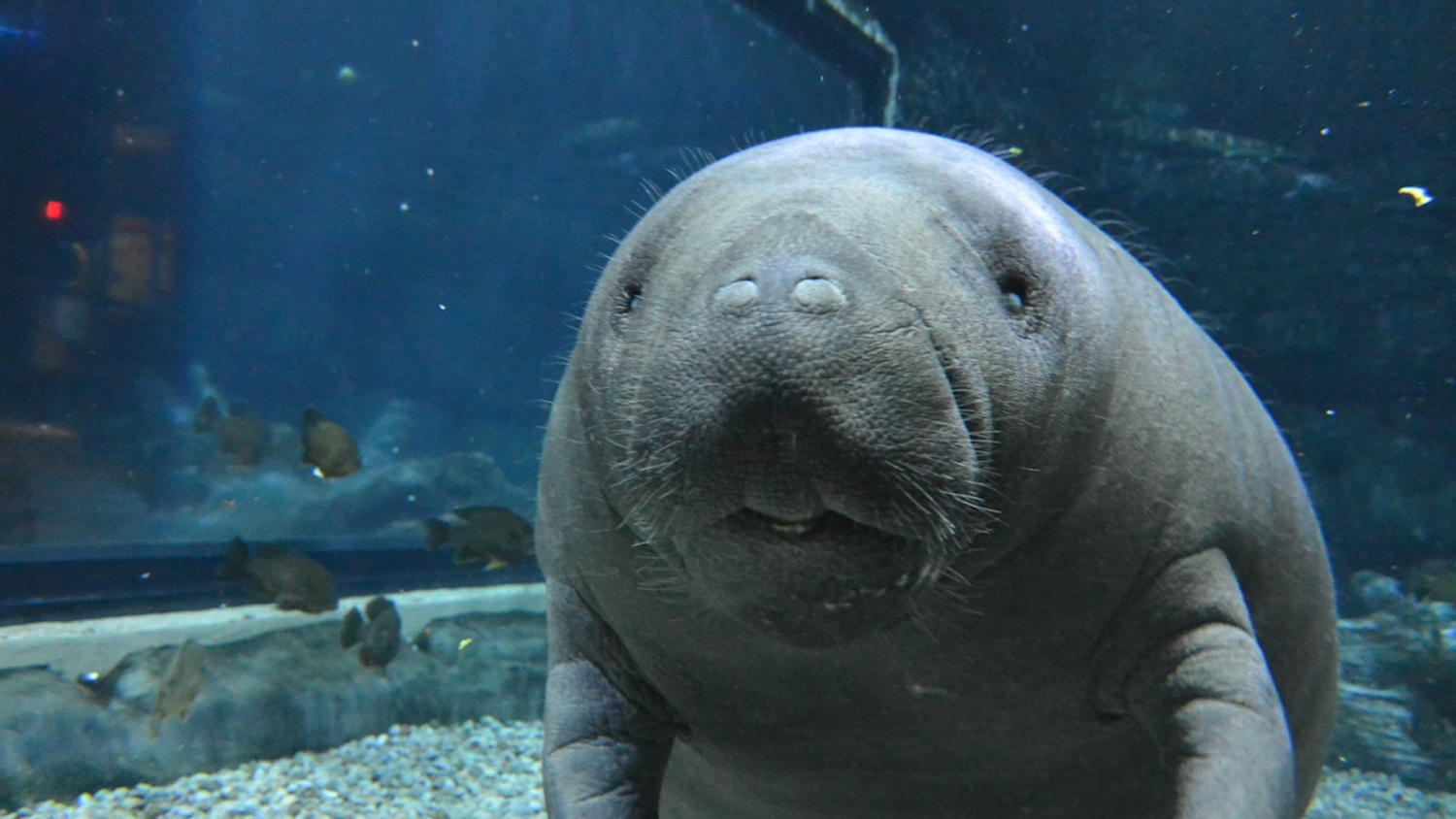 Florida raises estimate for the state's manatee population