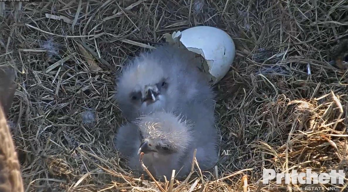 Second eaglet hatches on SWFL Eagle Cam