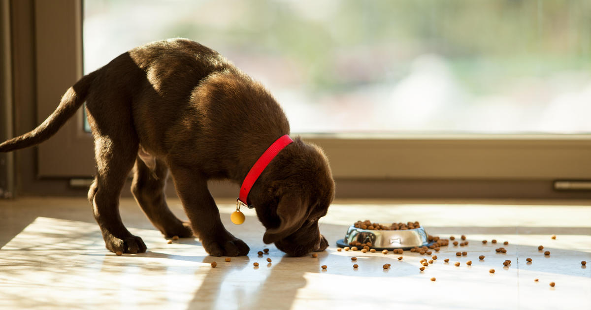 A pet dog munching on food. Photo via CBS News.