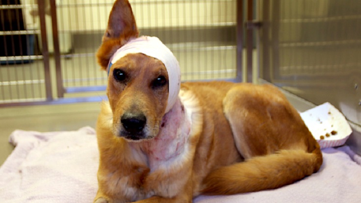 Proposed law would make animal cruelty a felony across the .