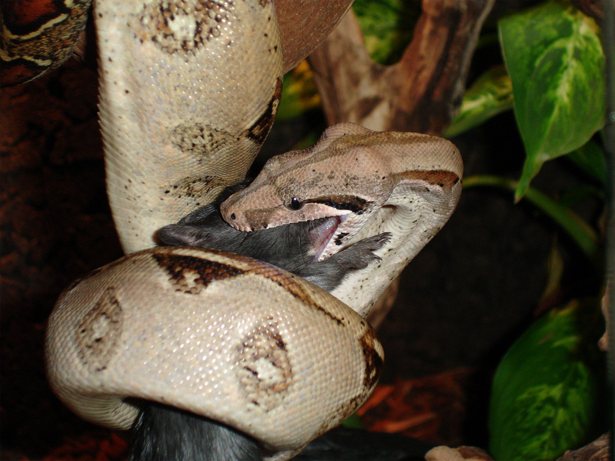boa constrictor snake.
