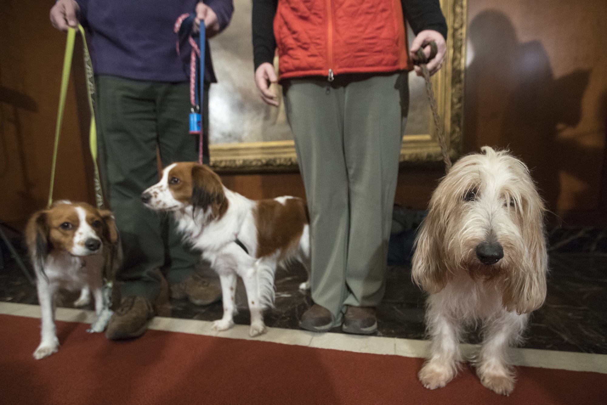 FILE - In this Jan. 10, 2018 file photo, Escher, left, and Rhett, center, Nederlandse kooikerhondje, and Juno, right, a grand basset griffon Vendeen, are shown by their handlers during a news conference at the American Kennel Club headquarters in New York. The two breeds are eligible to compete in the Westminster Kennel Club dog show for the first time in 2019. (AP Photo/Mary Altaffer, File)