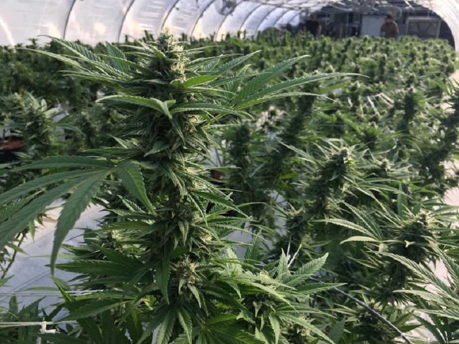 Marijuana plant. Photo via News Service Florida.