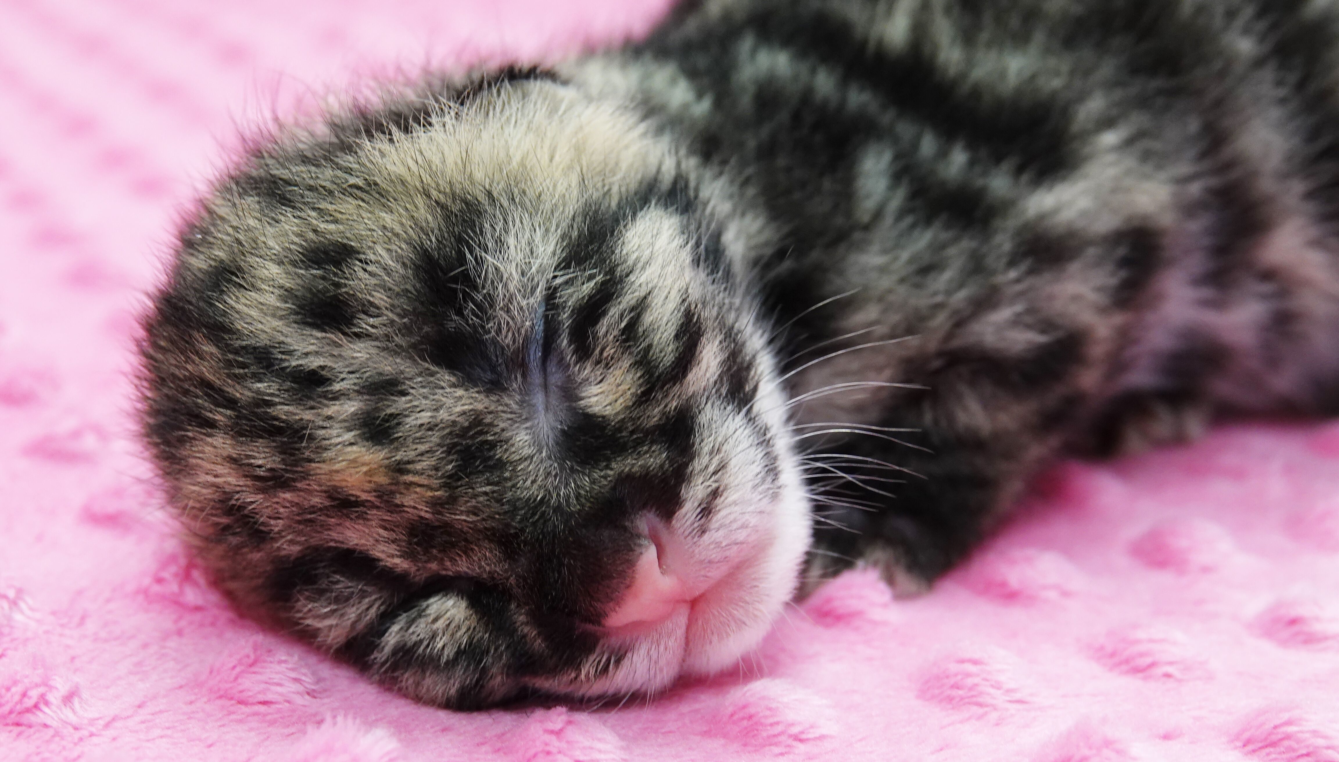 Clouded Leopard kitten born at the Naples Zoo. (Naples Zoo photo)
