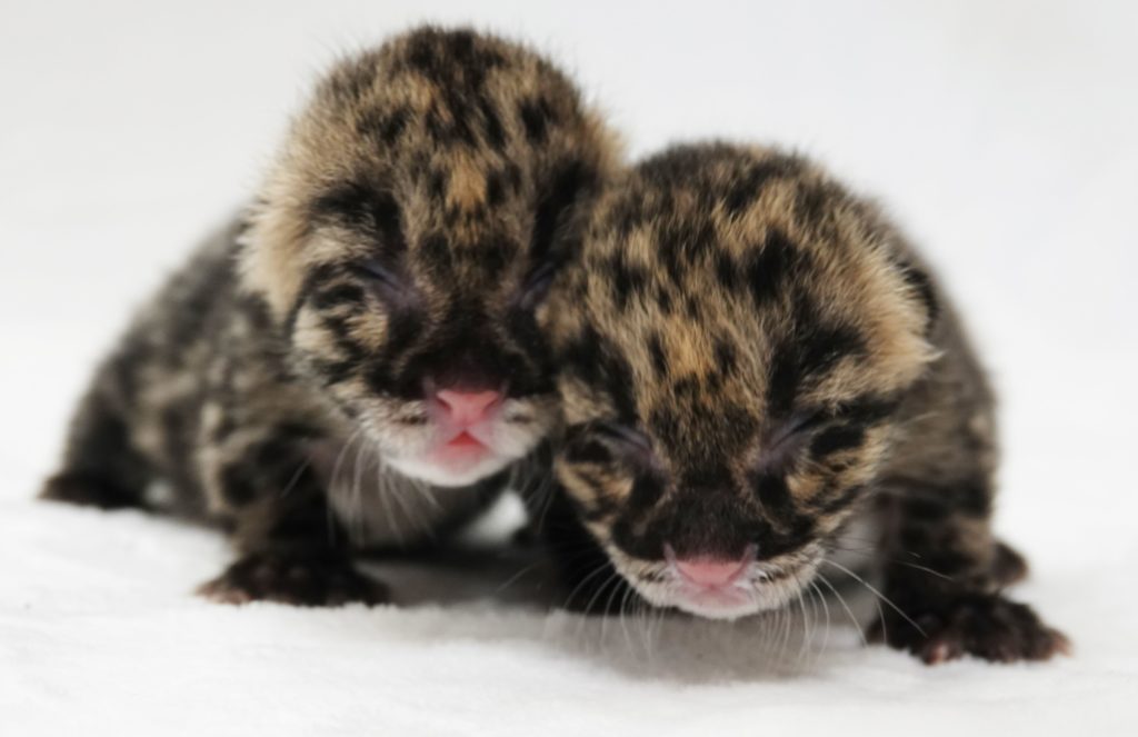 Clouded Leopard kittens born at the Naples Zoo. (Naples Zoo photo)