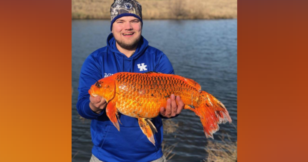 Massive 20pound "goldfish" reeled in using just a biscuit