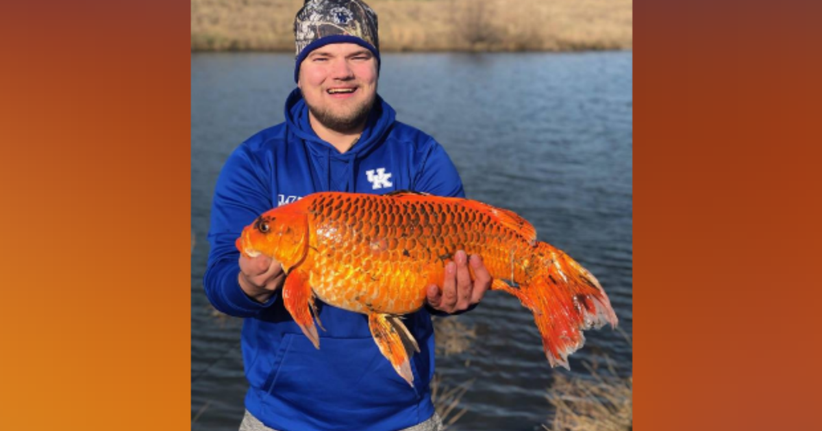 Hunter Anderson catches a massive goldfish. (CBS News photo)