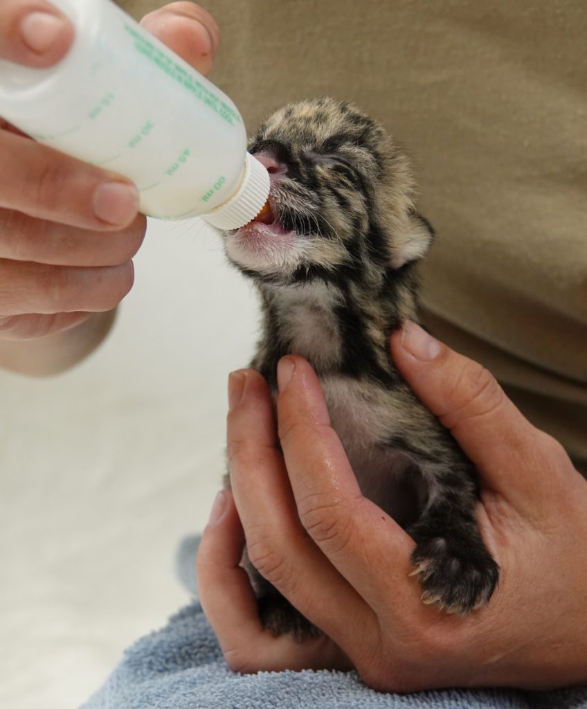 Kitten drinks milk. (Naples Zoo photo)