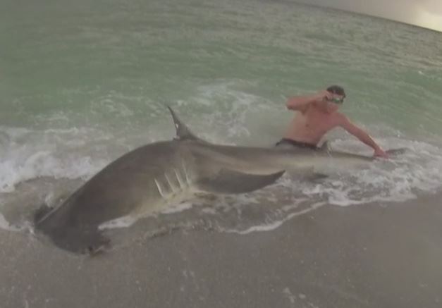 Shark caught on-shore. (WINK News photo)