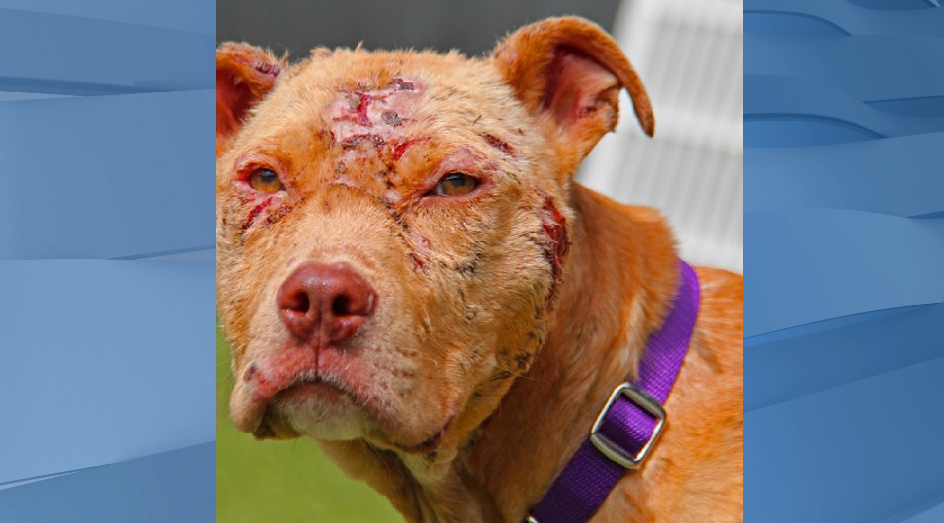 Investigators searching for animal abusers as humane ...