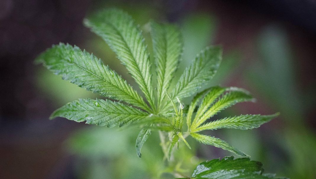FILE: Hemp has a compound, CBD, that has helped people with various medical ailments. (Credit: CBS News/FILE)