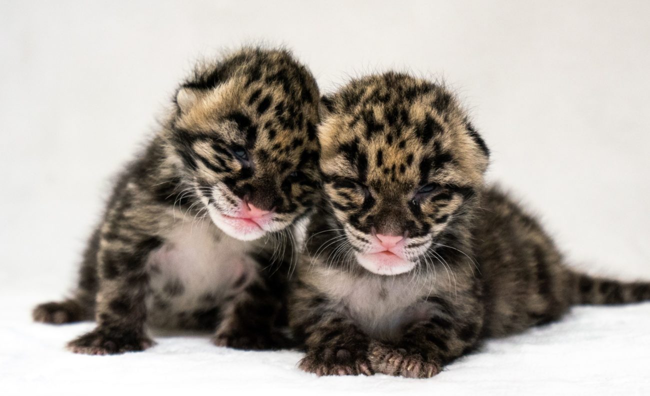 Jean and Janet clouded leopard kittens snuggle together. (Credit :Naples Zoo)