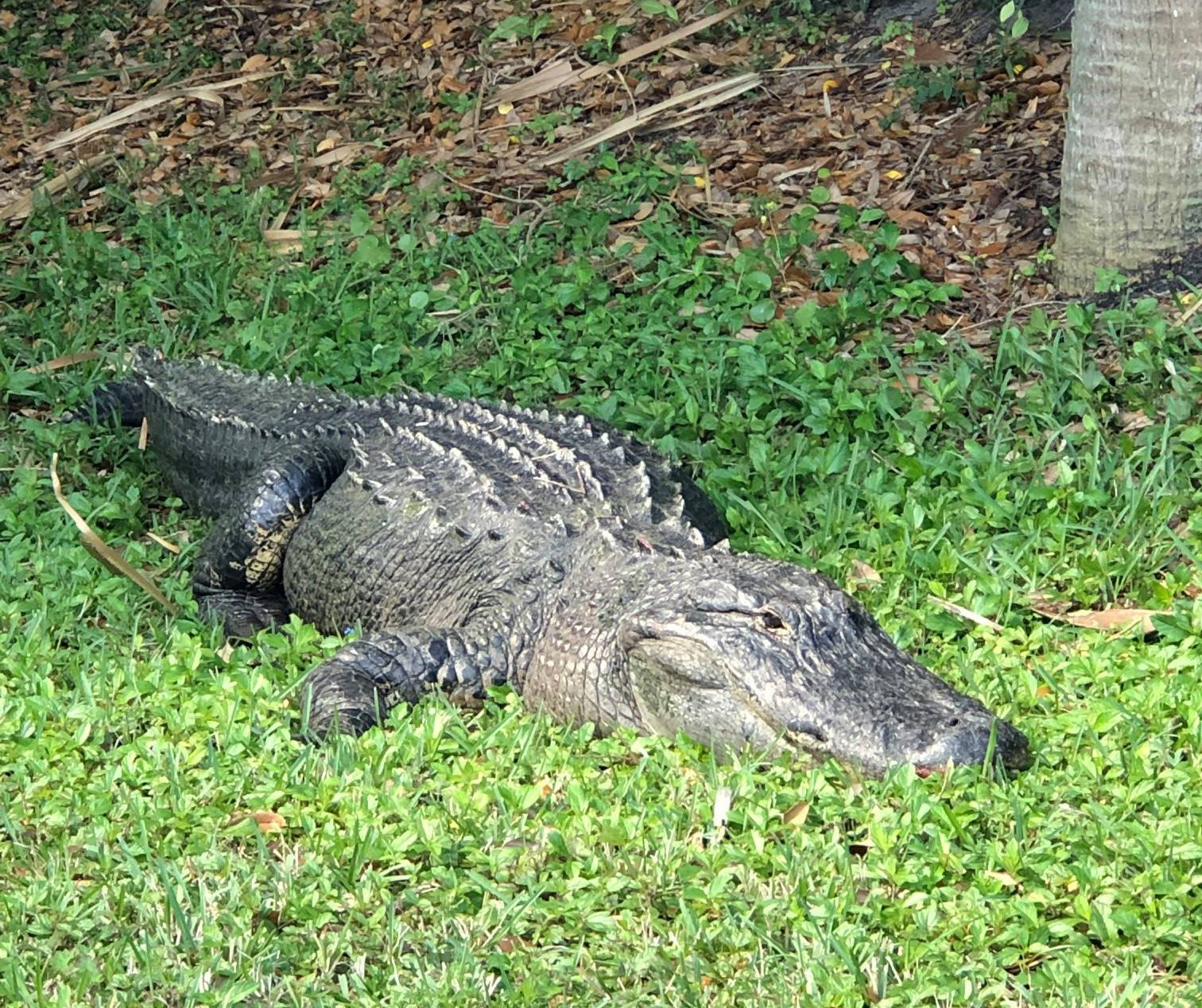 Gator was almost 12 feet long and weighed about 750 pounds. (Credit: Jupiter Police Department)