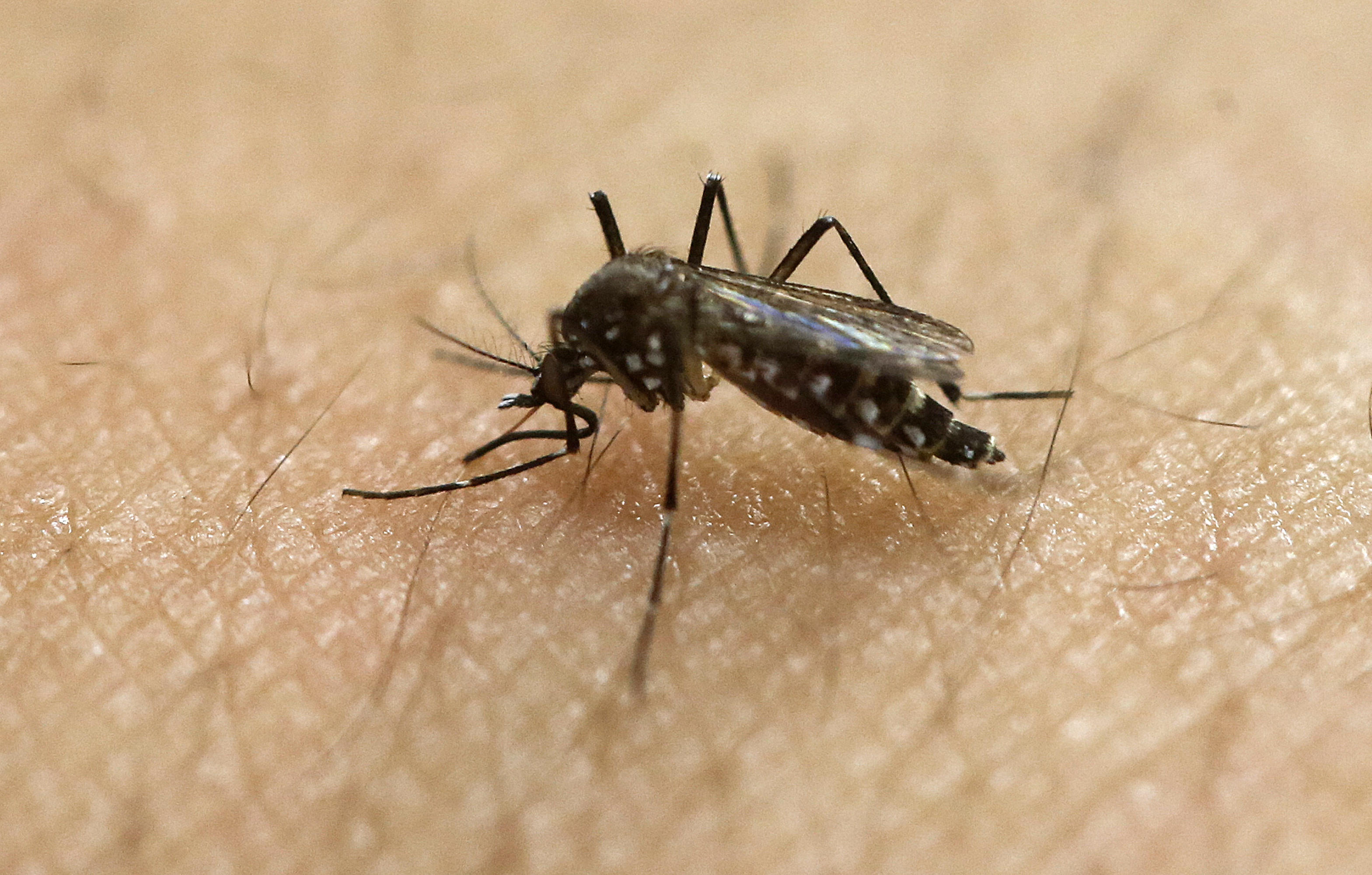 FILE - In this Jan. 18, 2016, file photo, a female Aedes aegypti mosquito acquires a blood meal on the arm of a researcher at the Biomedical Sciences Institute in the Sao Paulo's University in Sao Paulo, Brazil. The CDC is working with Florida health officials to investigate what could be the first Zika infection from a mosquito bite in the continental United States. They said Tuesday, July 19, 2016, lab tests confirm a person in the Miami area is infected with the Zika virus, and there may not be any connection to someone traveling outside the country. (AP Photo/Andre Penner, File)