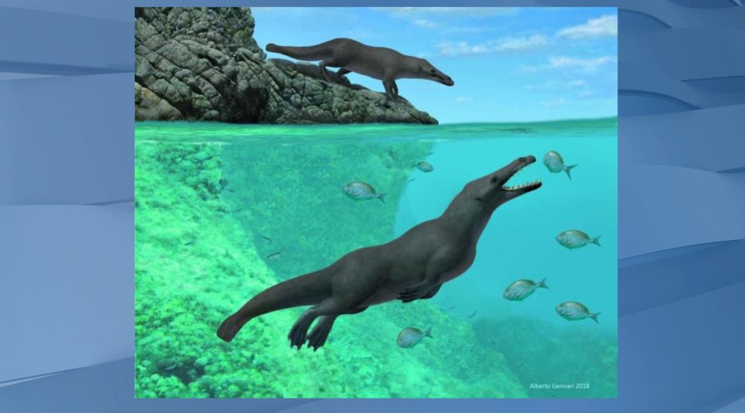 Ancient whale with 4 legs walked on land and swam in the sea ...