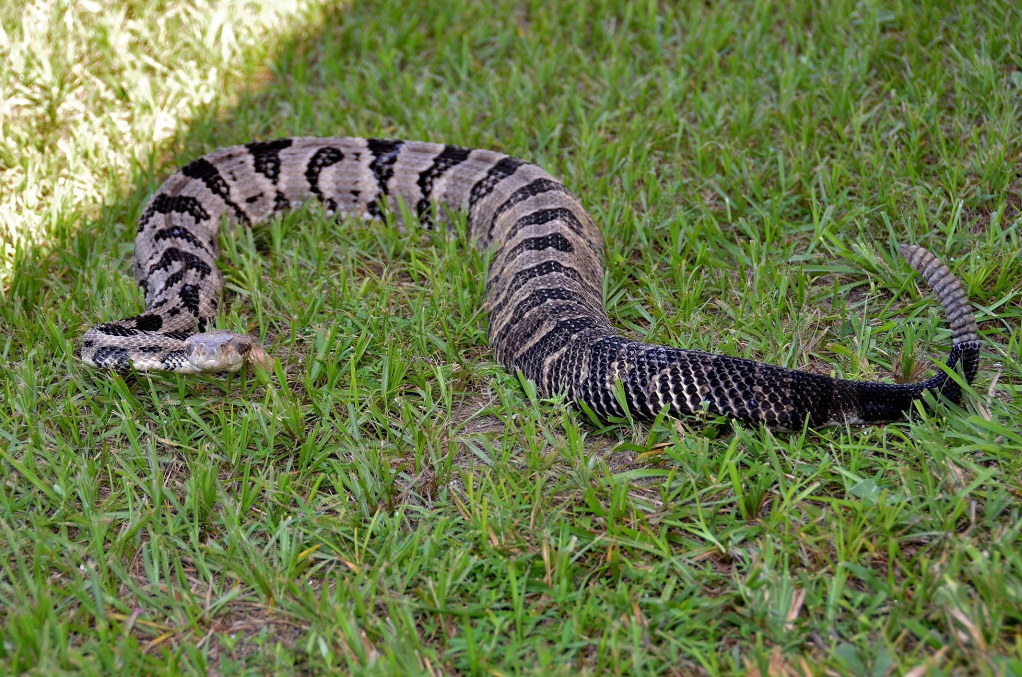 Venomous snakes to watch out for in Florida