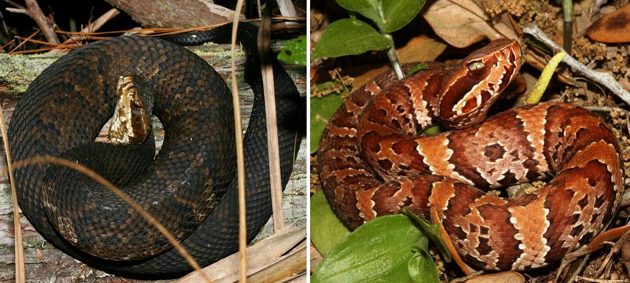 Venomous snakes to watch out for in Florida