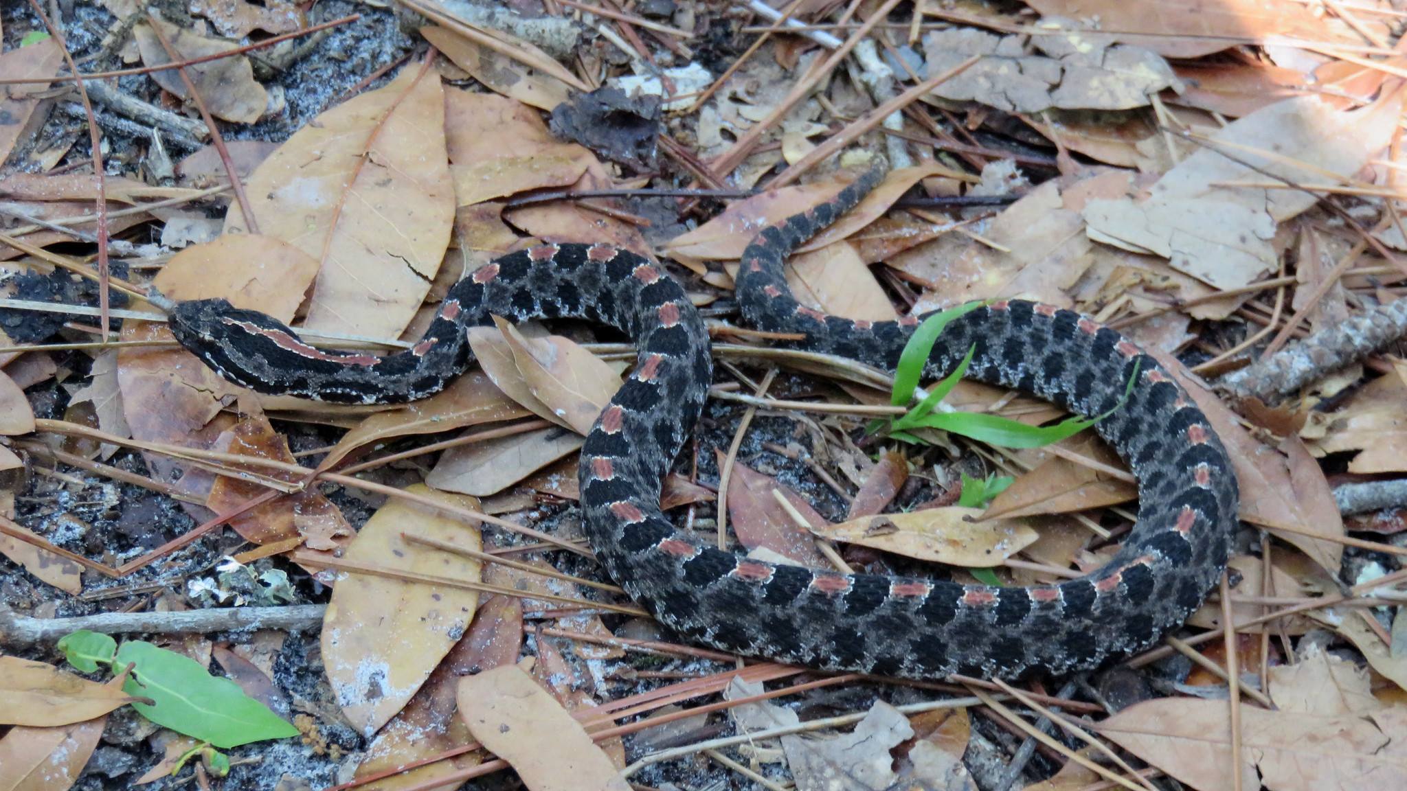 Venomous snakes to watch out for in Florida