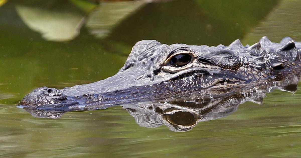 Alligator. (Credit: CBS News)
