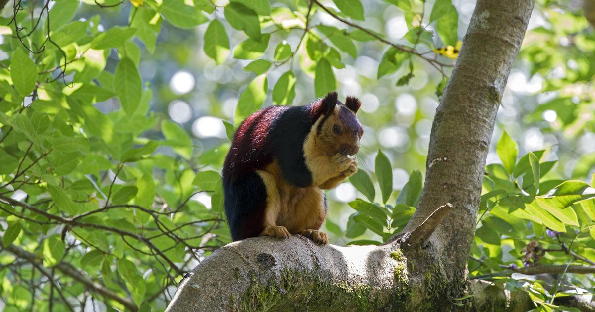 Exotic Malabar giant squirrels. (Credit: CBS News)