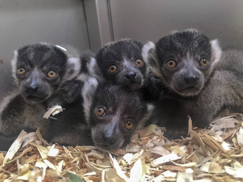 In this Monday, May 27, 2019 photo made available by the Jacksonville Zoo and Gardens, Fla., four black and white baby ruffed lemurs peek out of their next box. Lemurs are a critically endangered species from Madagascar. (Lynde Nunn/Jacksonville Zoo and Gardens via AP)