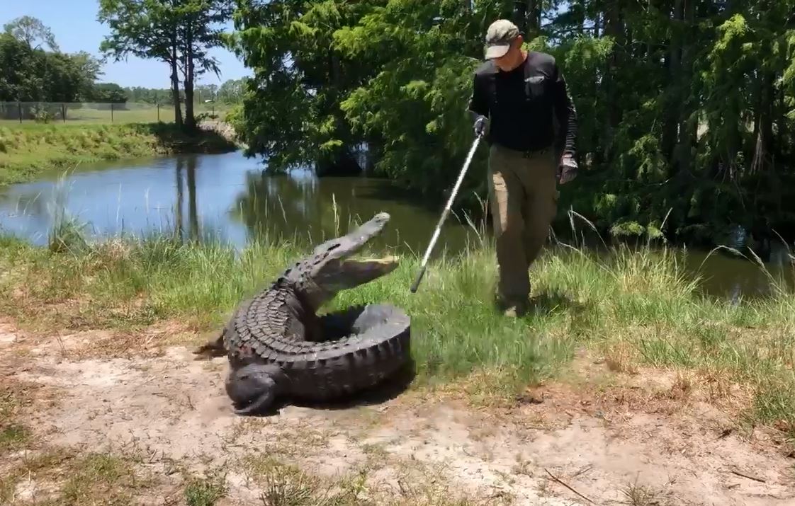 Captured alligator now roams free in a Labelle preserve