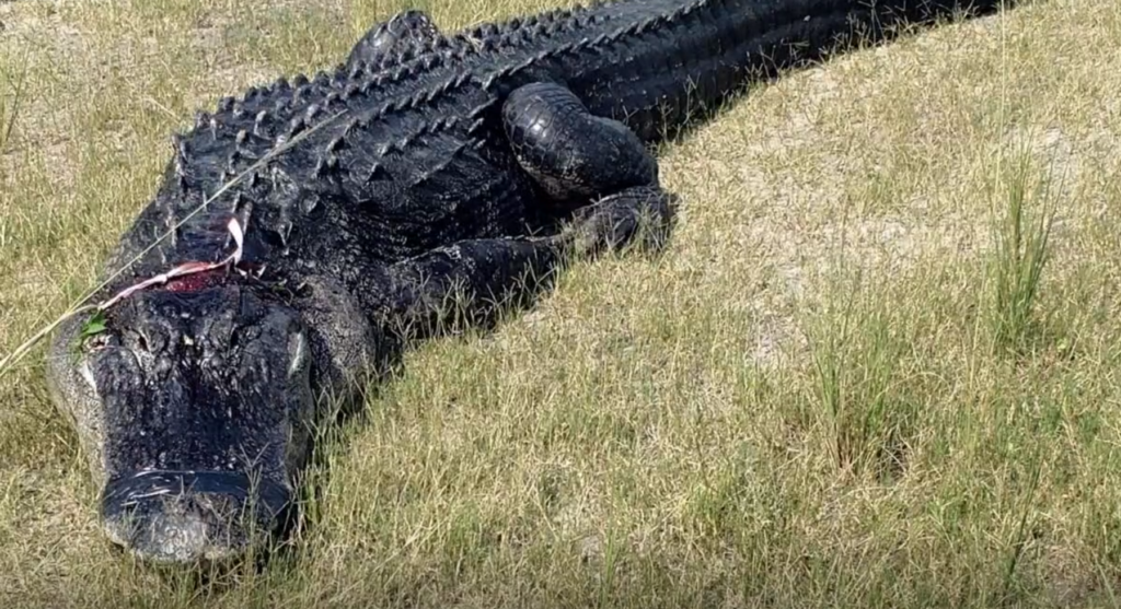 11foot Florida alligator eats man's hand, foot in canal