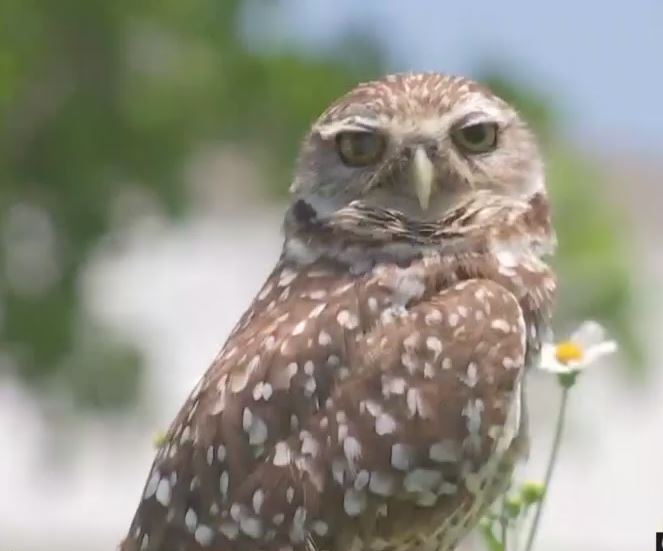 Burrowing Owl. (Credit: WINK News)