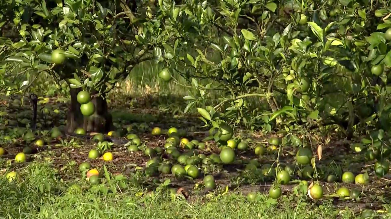 Gov. DeSantis approves millions for citrus industry, visits Bonita ...