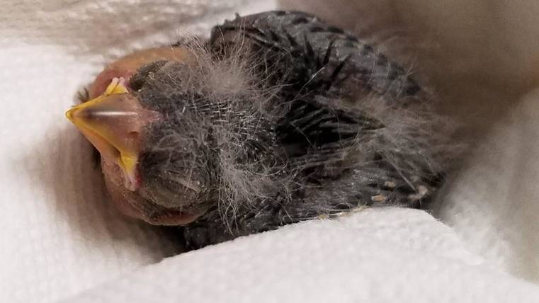 Baby bird rescued. (Credit: Inside Edition)