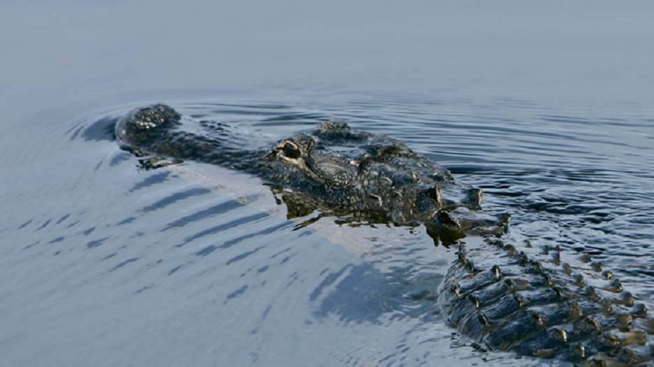 Gator in the water. (Credit: CBS)