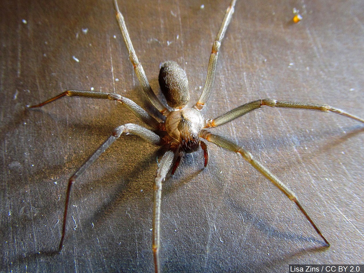 Brown recluse spider (Cropped Photo: Lisa Zins / CC BY 2.0/MGN)
