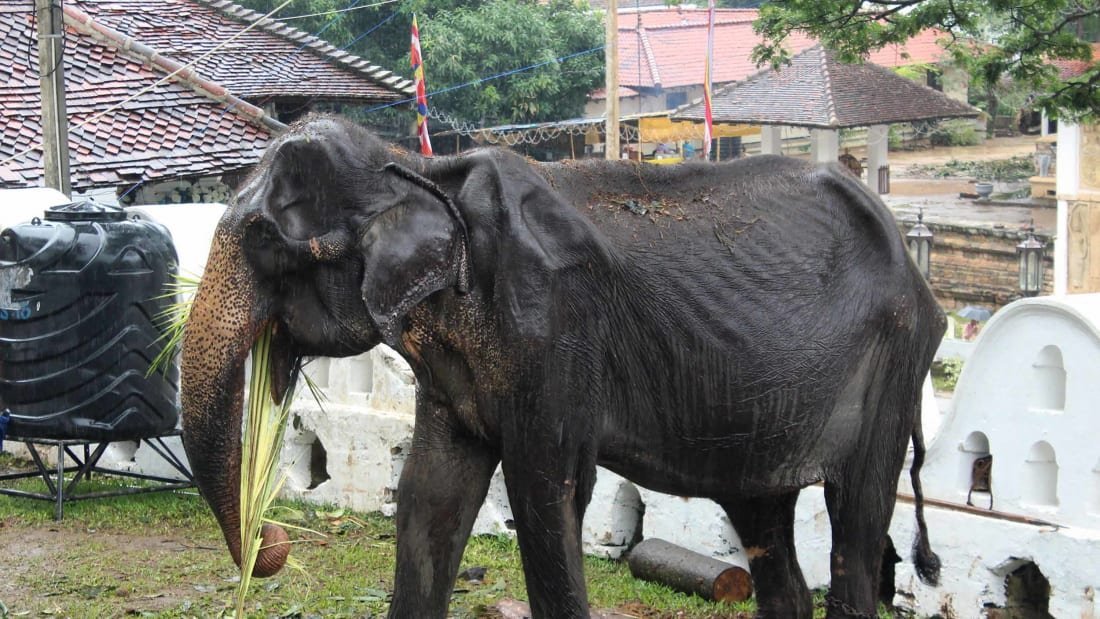 Animal rights campaigners have called on tourists in Sri Lanka to boycott elephant attractions after photographs of a malnourished female used in a festival were circulated online. (Credit: CNN)