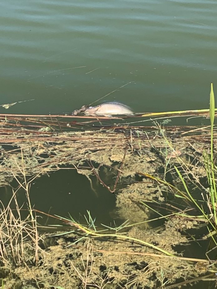 Several dead fish turn up in lake at Lakes Park