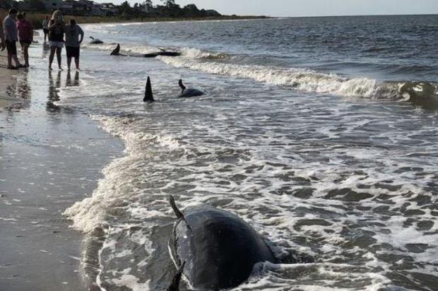 1 whale found dead, 3 others euthanized on South Carolina beach