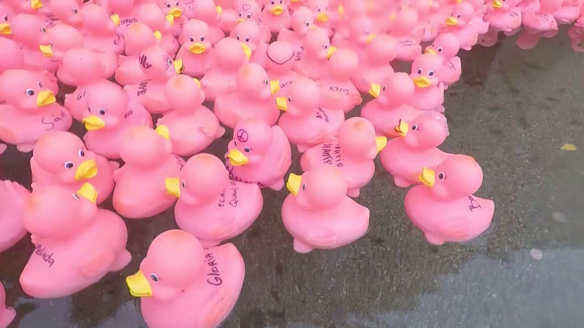 Pink Ducks raise bucks for breast cancer fund