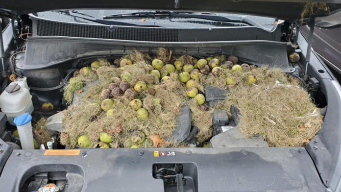 Oh nuts! Squirrels hide hundreds of walnuts under hood of car