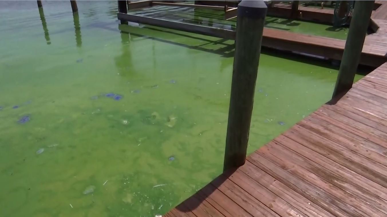 FGCU gets state grant to study harmful algae blooms - Wink News