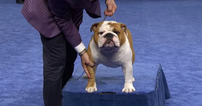 best of show westminster 2019