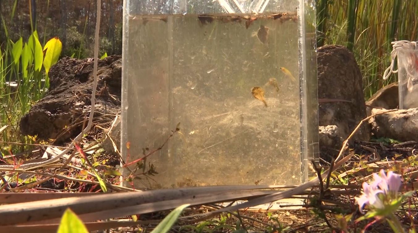 Physical changes to fish species may be linked to SWFL water quality issues - Wink News