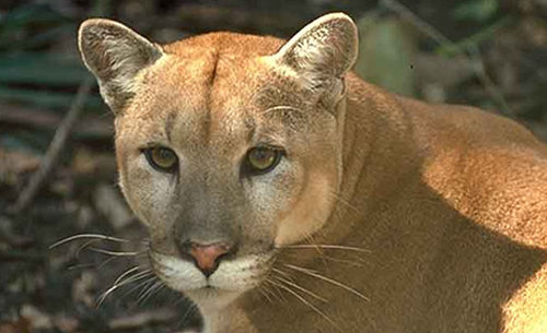 Florida panther struck, killed by vehicle on Alligator Alley