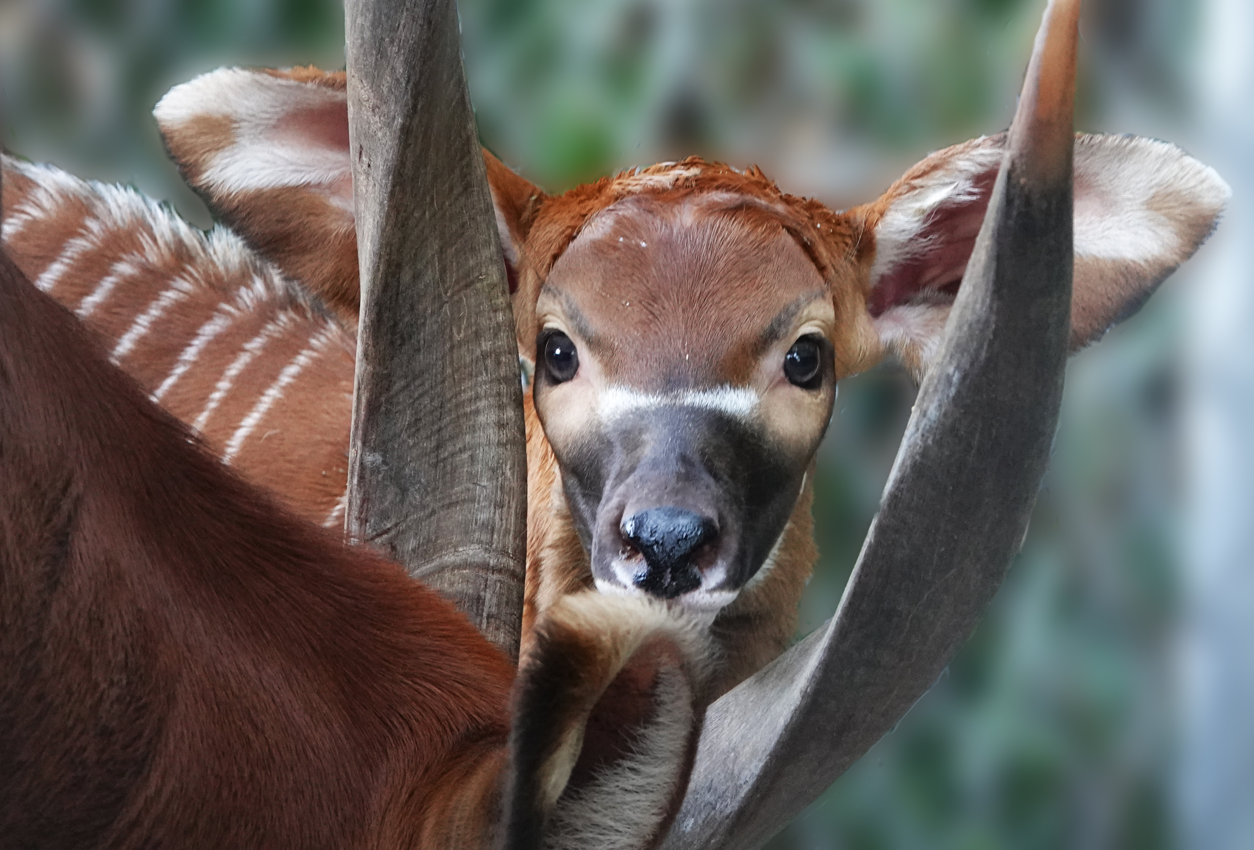 GALLERY: Naples Zoo has biggest baby boom ever in 2019