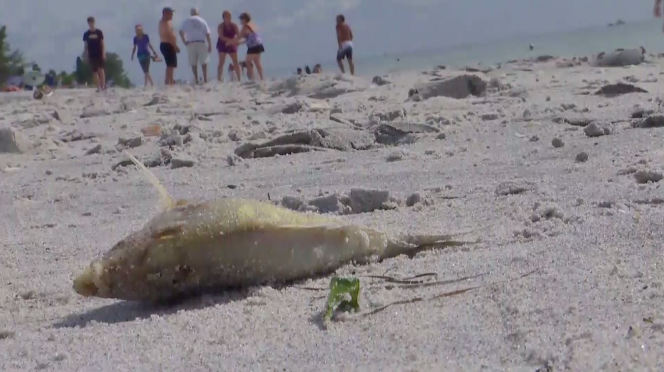 Researchers outline latest red tide research at Boca Grande forum ...