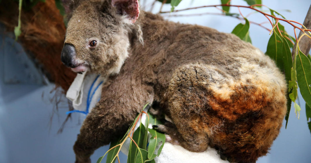 Female koala Anwen recovering from burns at The Port Macquarie Koala Hospital on November 29, 2019, in Port Macquarie, Australia. (Credit: Nathan Edwards/Getty via CBS News)
