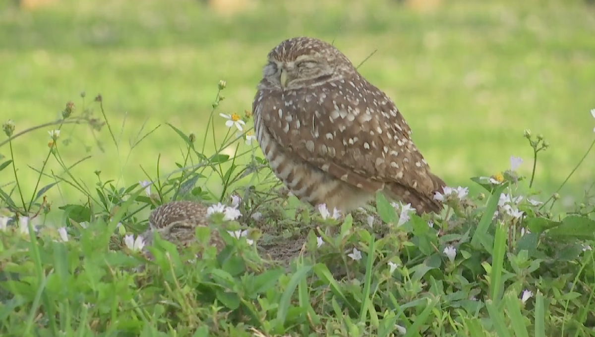 A sleepy burrowing owl. outside the Cape Coral Chamber of Commerce. (Credit: WINK News)