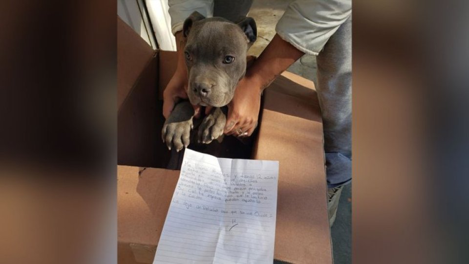 A heartbreaking sacrifice for a boy — who decided leave his puppy at a shelter to shield it from his abusive father. (Credit: Refugio Xollin)