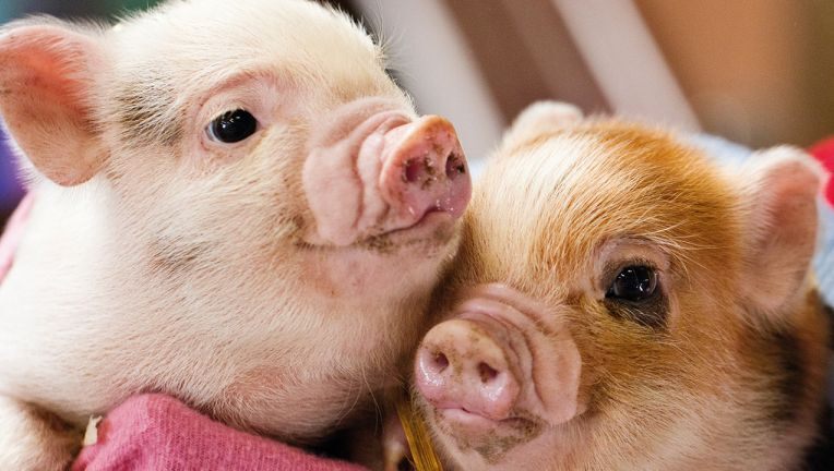An animal sanctuary is seeking volunteers to cuddle with their pigs. (Credit: CNN)