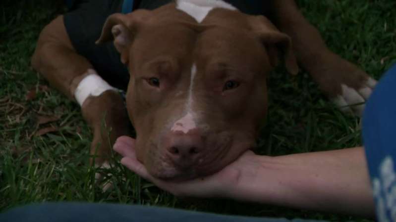 Fort Lauderdale animal rescue group saves stray Pit bull suffocating on  puppy collar
