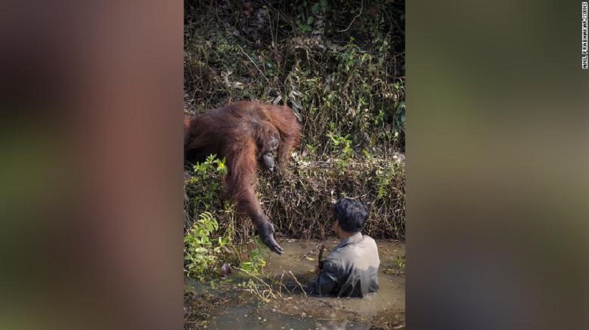 The orangutan holds out his hand to help the man in the water who is clearing snakes as part of a conservation effort to protect the apes in Borneo. See SWNS copy SWCAhand: This is the touching moment an orangutan tries to lend a helping hand to a man searching for the animals' sworn enemies - snakes. The striking image appears to show the great ape reaching out to assist the man, who is stood in a river. The picture was taken in a conservation forest area in Borneo where the endangered species are protected from hunters. (Credit: CNN)