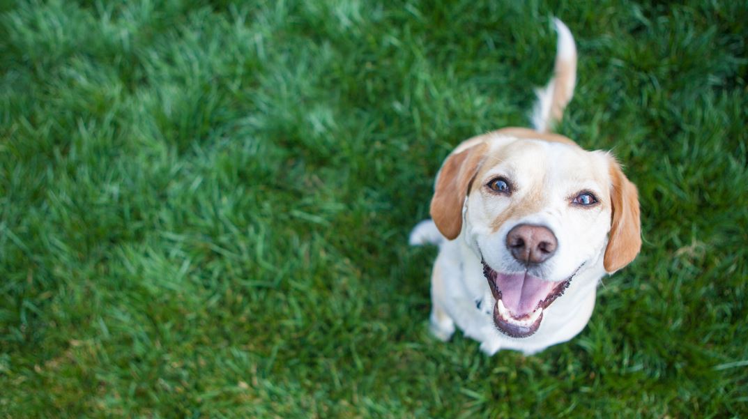 Coors Light Wants To Give You 100 To Adopt A Dog